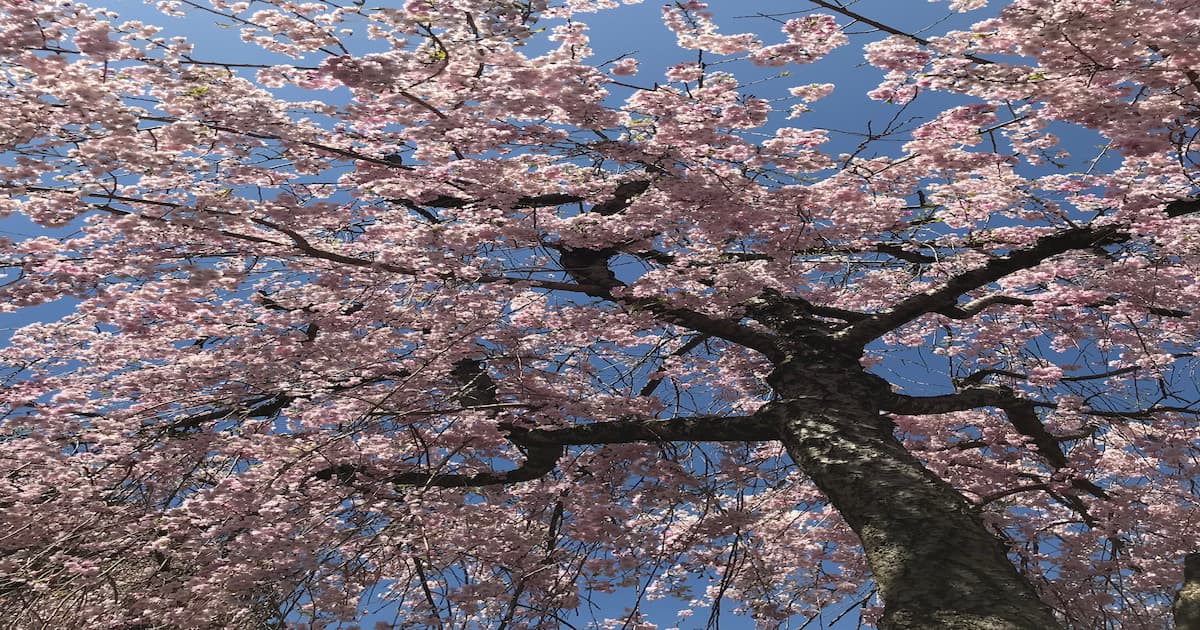 犀川の桜1